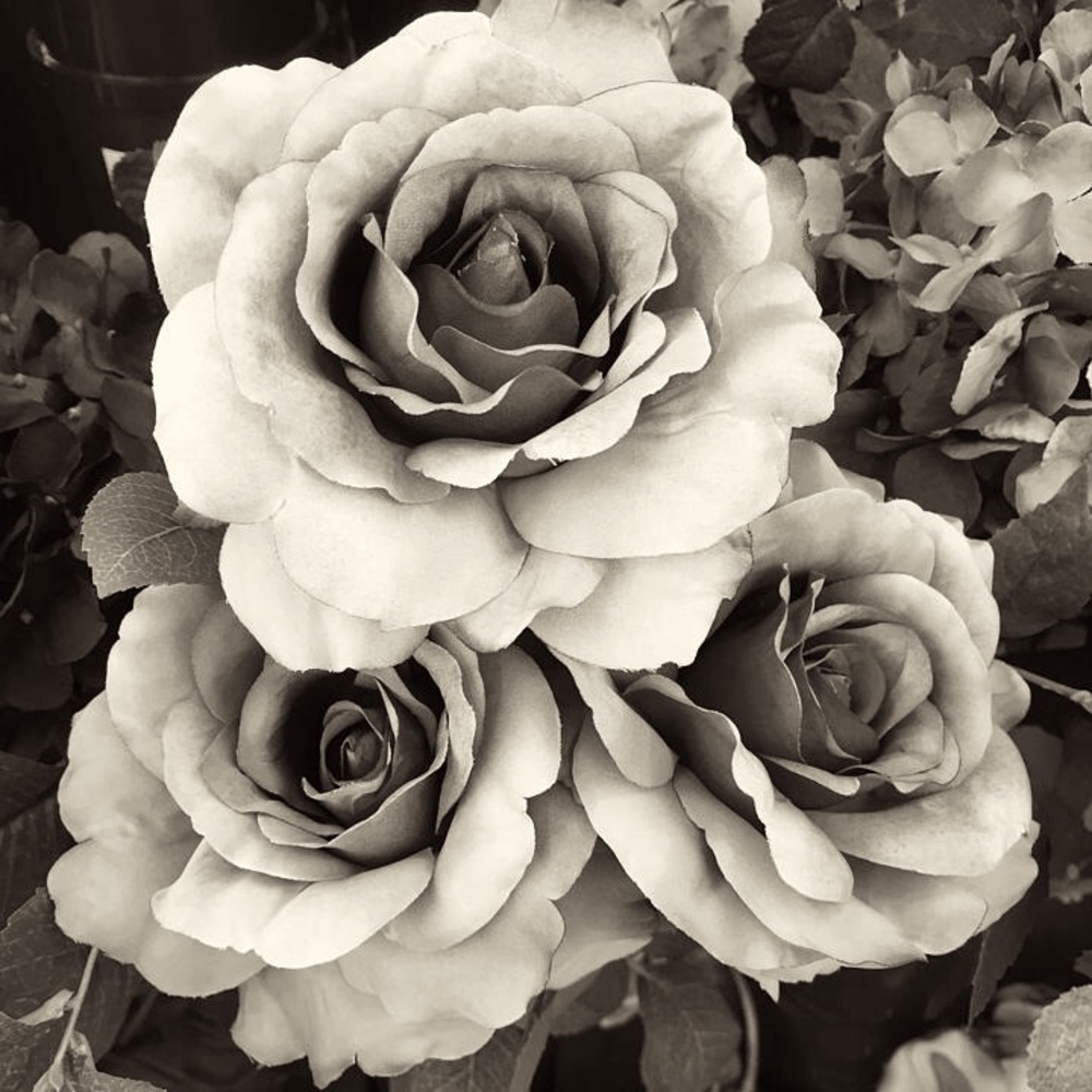 Meet your Posher, Stevie and Sandra.